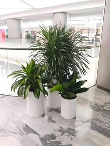 宁波杭州湾盆景租摆哪家强？看这篇攻略找答案！